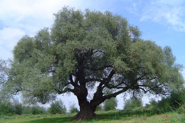 Fotografía de una gran árbol (acebuche)sobre pradera que cubre toda la fotografía, con pequeñas ojas verdes. Cielo azul, día soleado