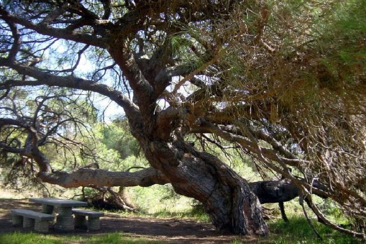 Fotografía de un gran pino cuyo tronco está retorcido por el paso de los años pero que aun permanece vivo y verde