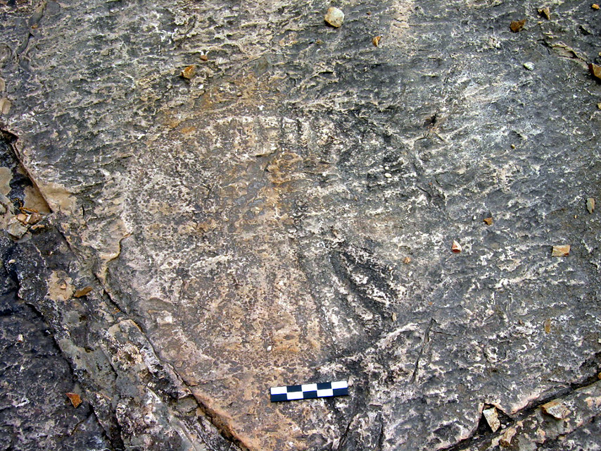 Ampliar imagen: Fotografía de suelo rocoso en cuya superficie se aprecia el fósil de una medusa