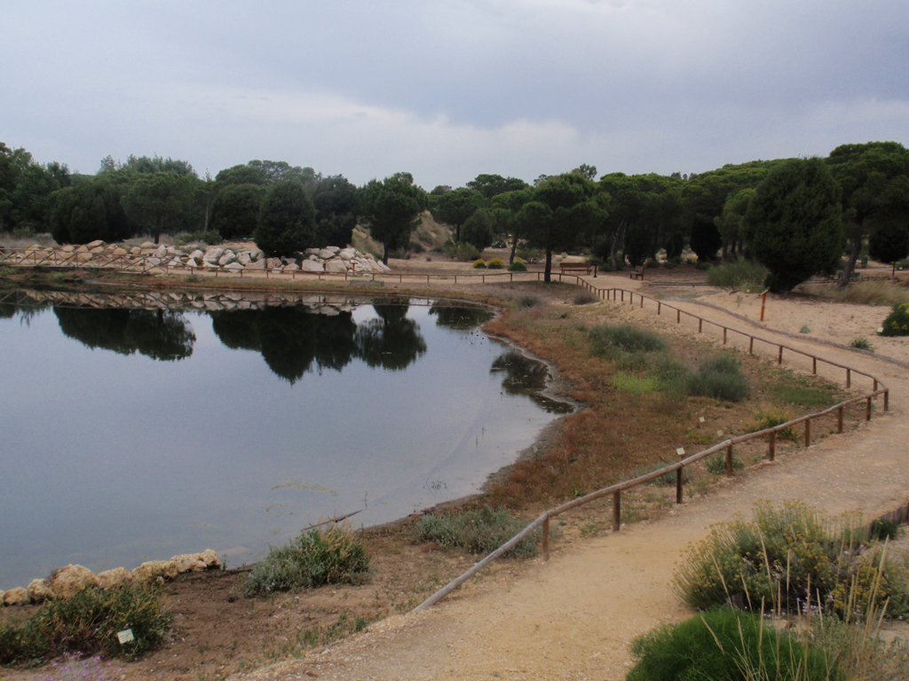 Abrir ficha de la imagen. Jardín Botánico 'Dunas del Odiel': Laguna (vista parcial 2)