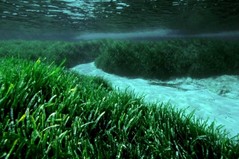Posidonia oceanica", el ser vivo mas longevo de la tierra