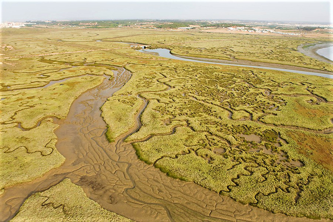 Vista aerea de la marisma del Paraje Natural Marismas del Río Piedras y Flecha del Rompido