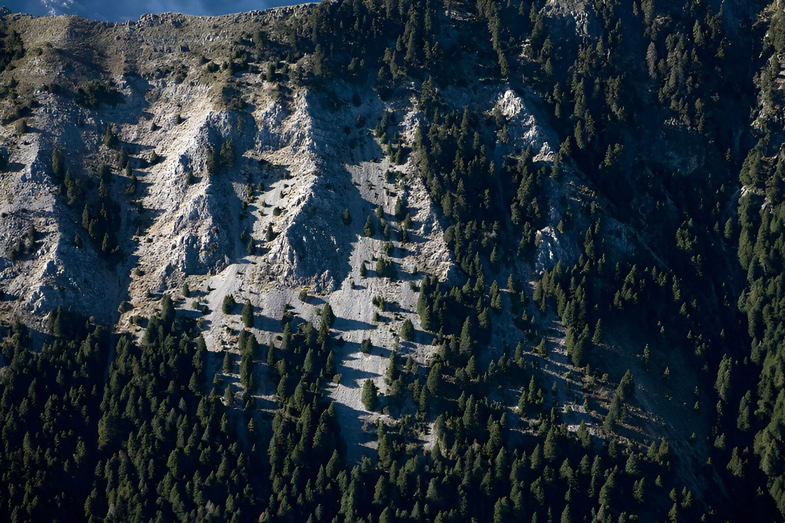 Detalle de pinsapos vistos desde el cielo en la Sierra de Grazalema