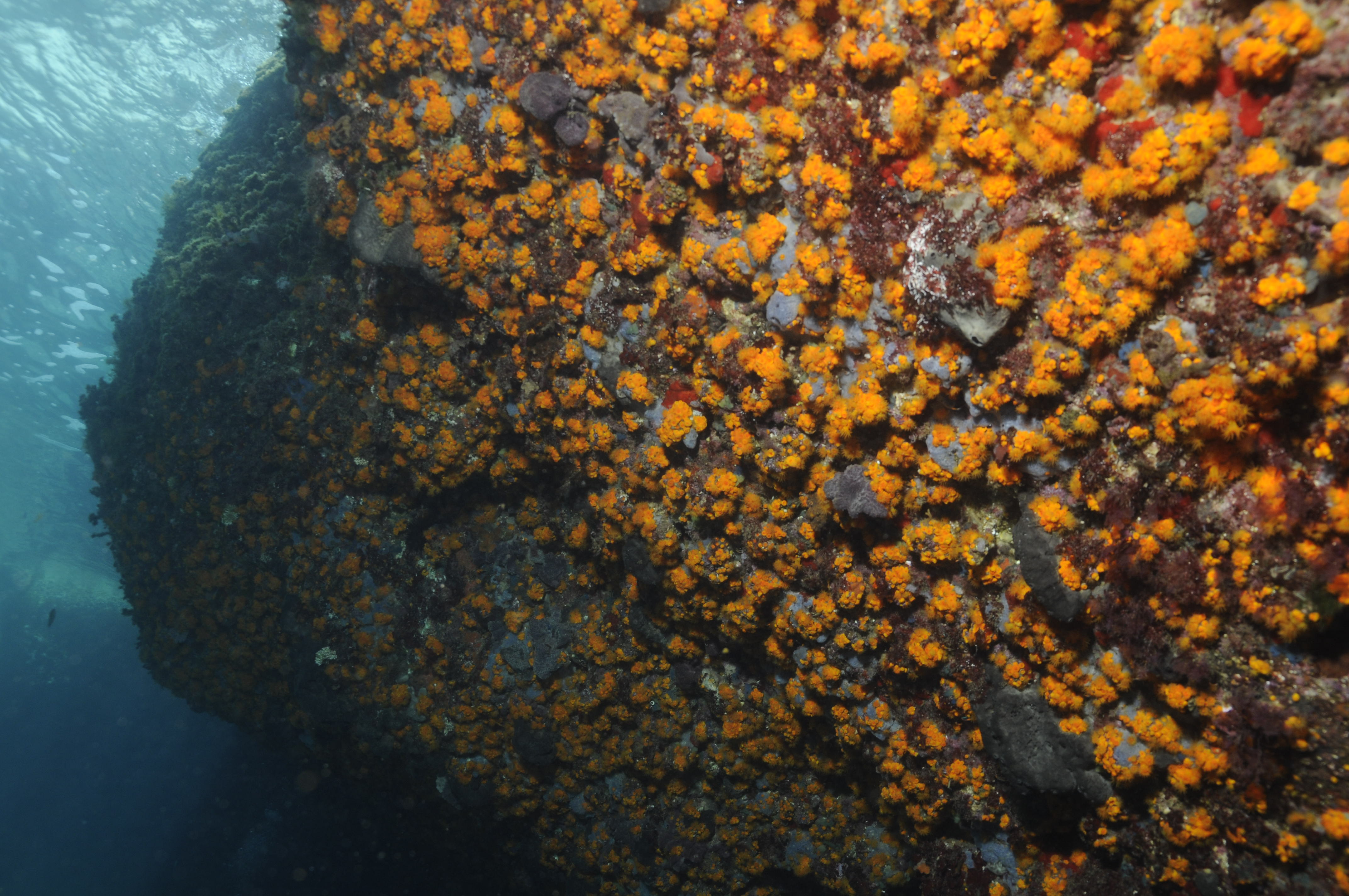 Astroides calycularis o coral anaranjado IV