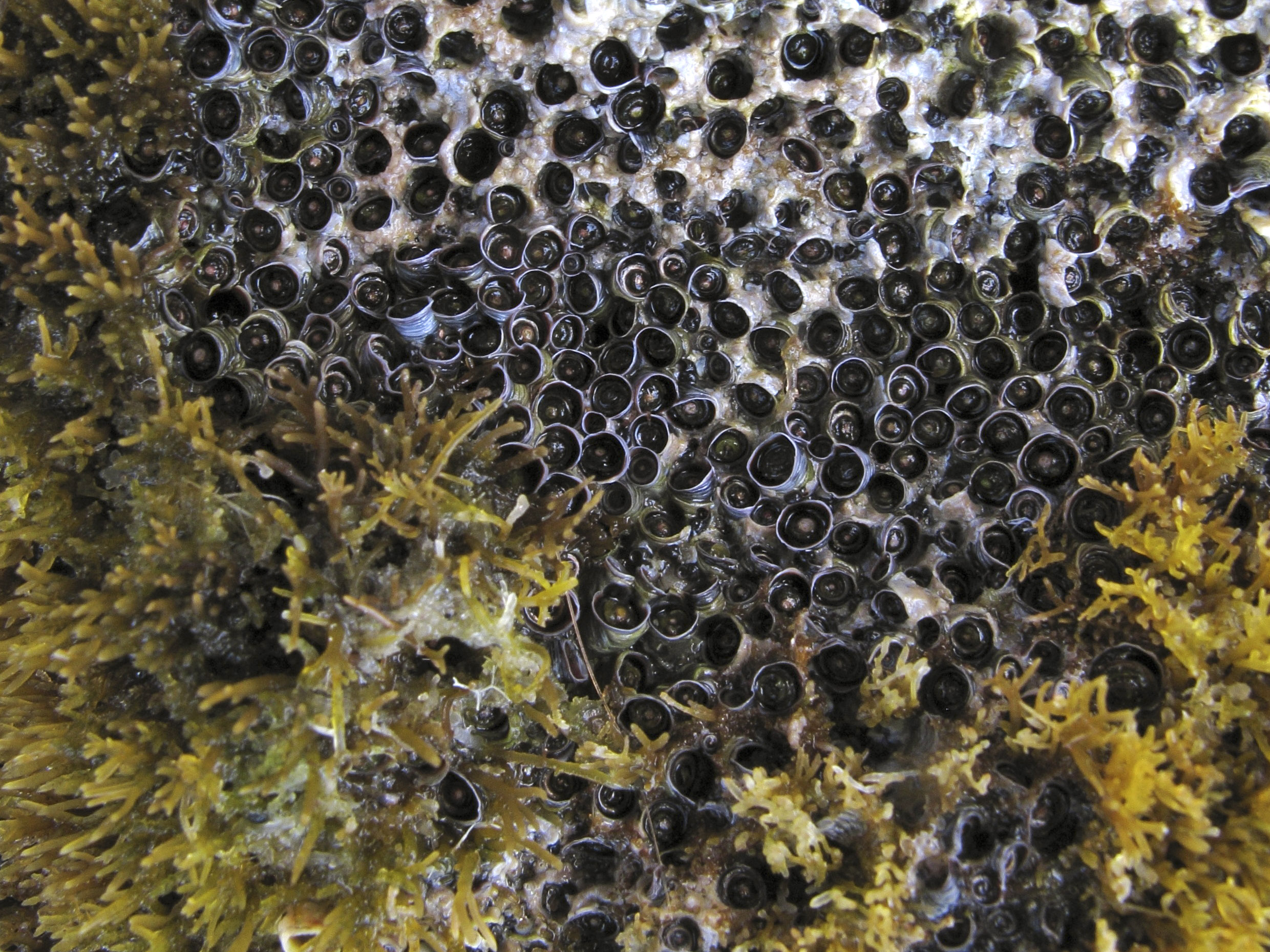 Dendropoma petraeum