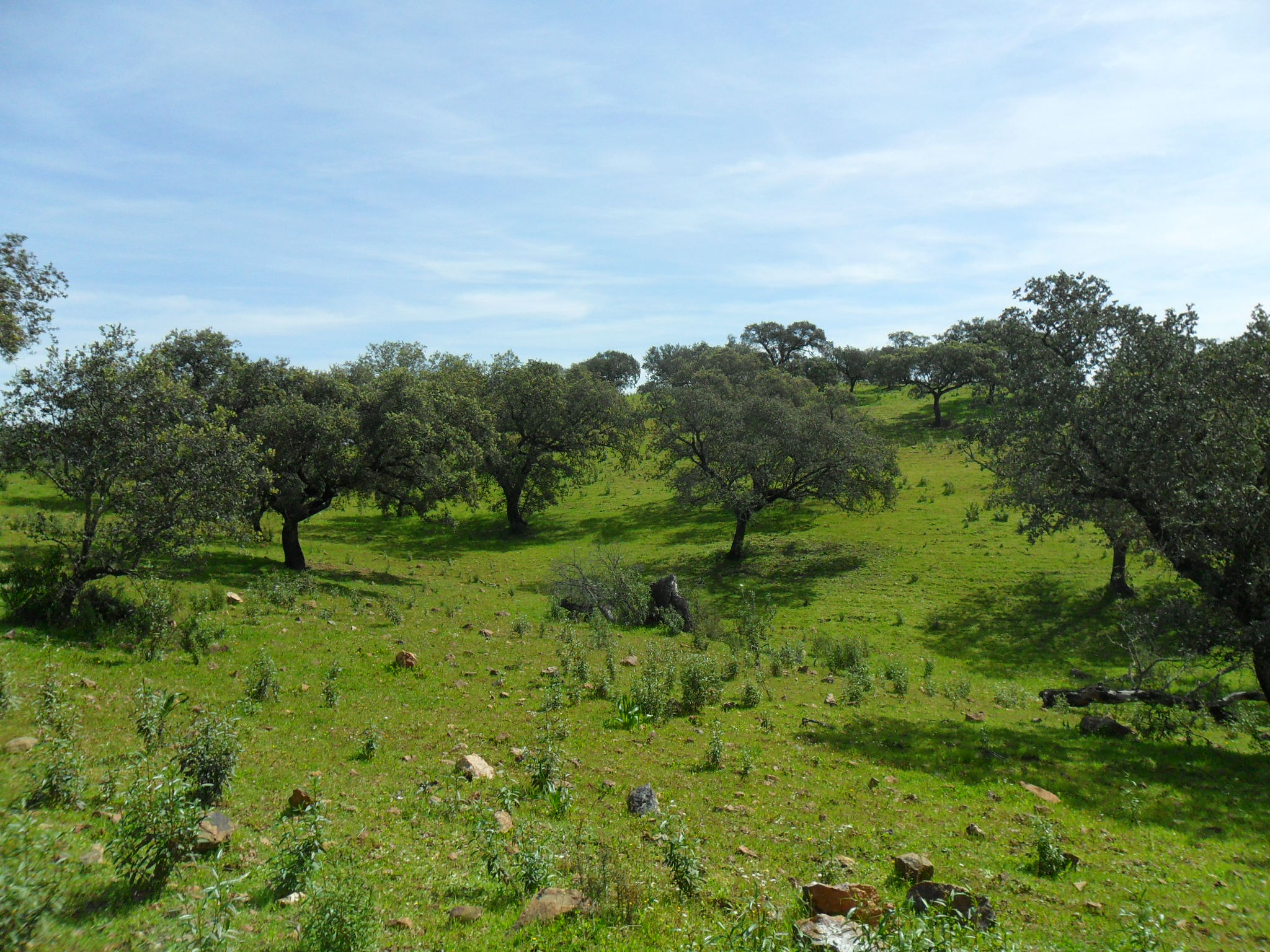 Dehesa andaluza en primavera. Con alcornoques y prado verde en un día soleado, con algunas nubes.