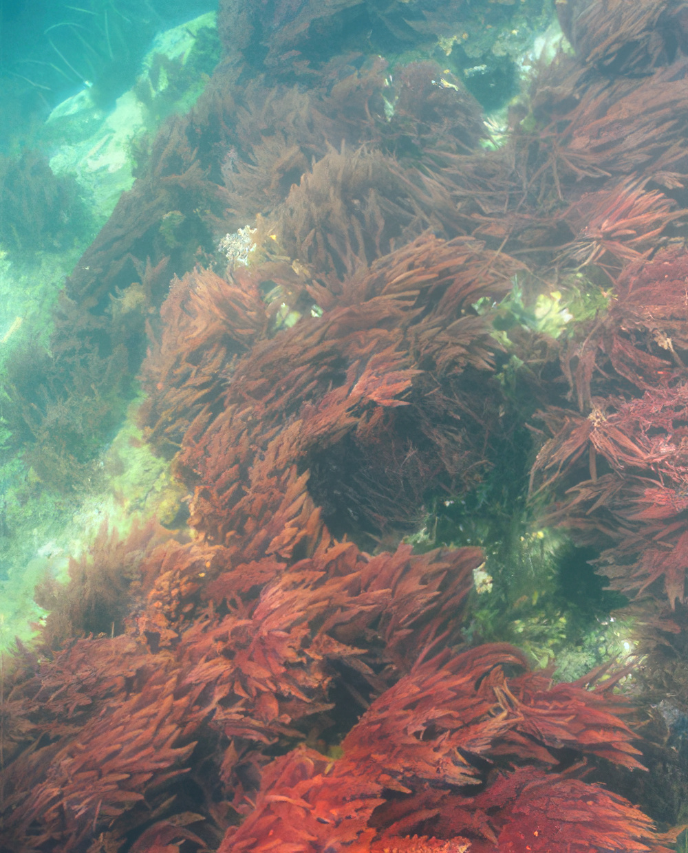 Grupo de algas rojas en el jondo marino