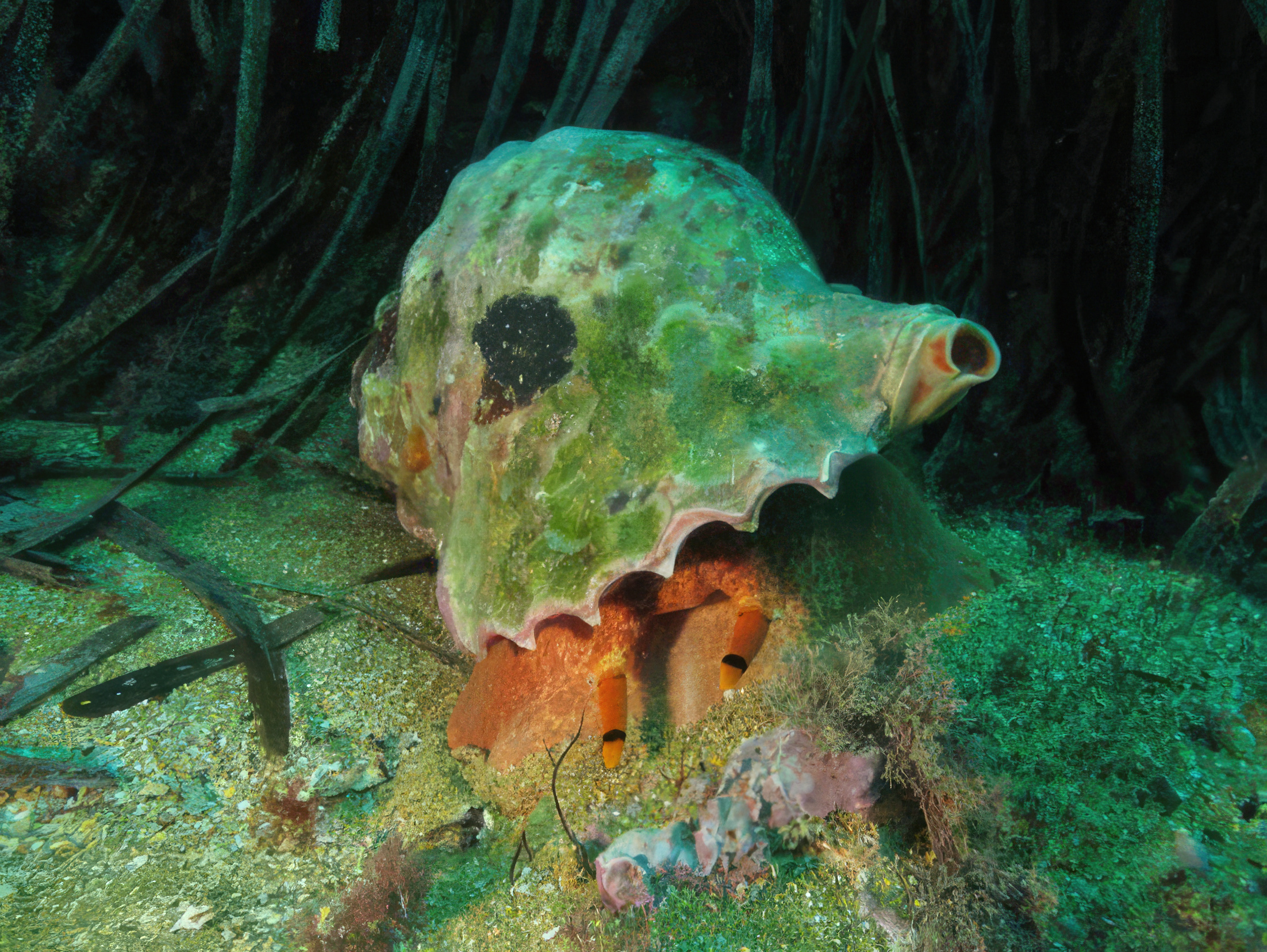 Ampliar imagen: primer plano de una colorida criatura marina