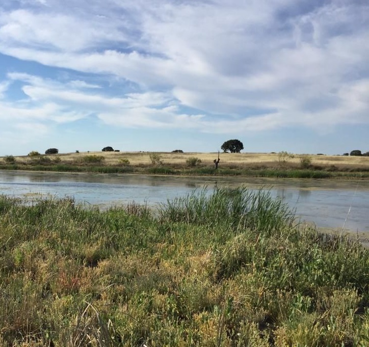 Pastizales y encinas al fondo. Terreno cruzado por un río