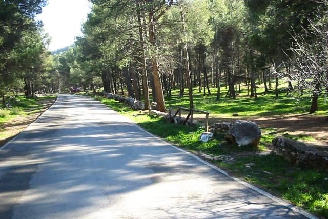 Carretera que transcurre por el parque, rodeada de pinos que le ofrecen sombra