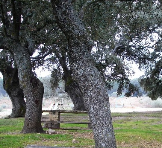 Área de descanso del parque, con mesas y bancos