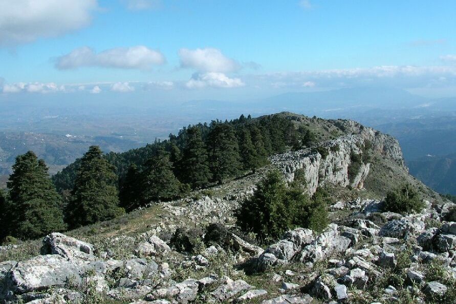 Panorámica del pinsapar del Tajo de la Caína. Parque Natural Sierra de las Nieves