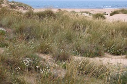 Dunas grises en Cádiz