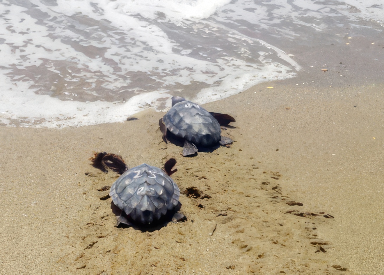 Seguimiento de la anidación de la tortuga boba