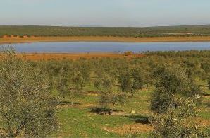 Laguna de la Ratosa al fondo de la imagen y en primer plano un campo de olivos