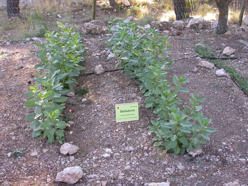 Atropa baetica