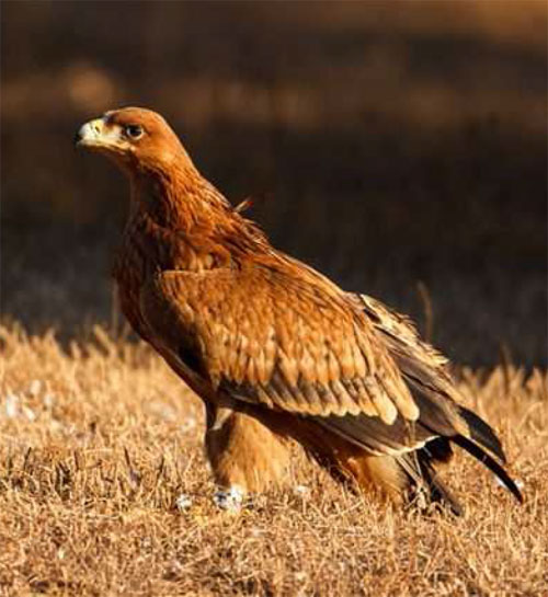 Plan de Actuación del Águila Imperial Ibérica