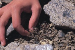 Programa de Conservación de hábitats con flora amenazada de Sierra Nevada (2000-2002)