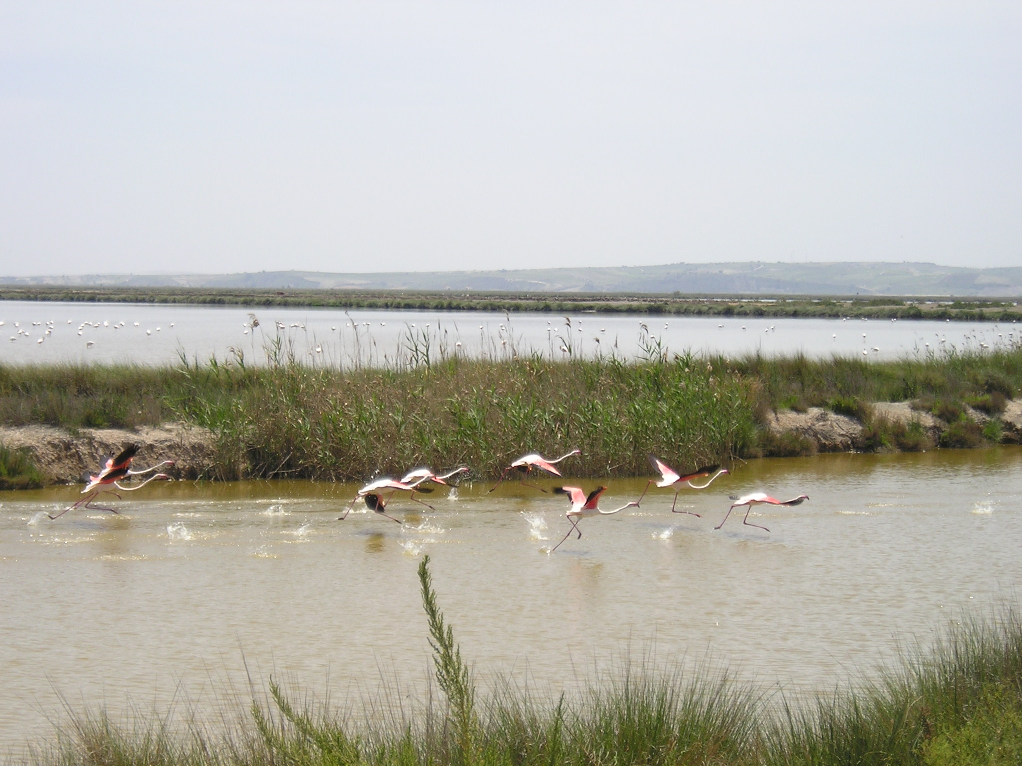 Ampliar imagen: Laguna con flamencos levantando el vuelo