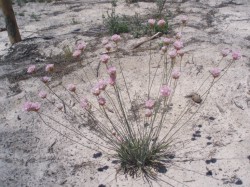 Programa de Conservación de la Flora Amenazada en la provincia de Cádiz (actuaciones comprendidas entre 2006 y 2008)