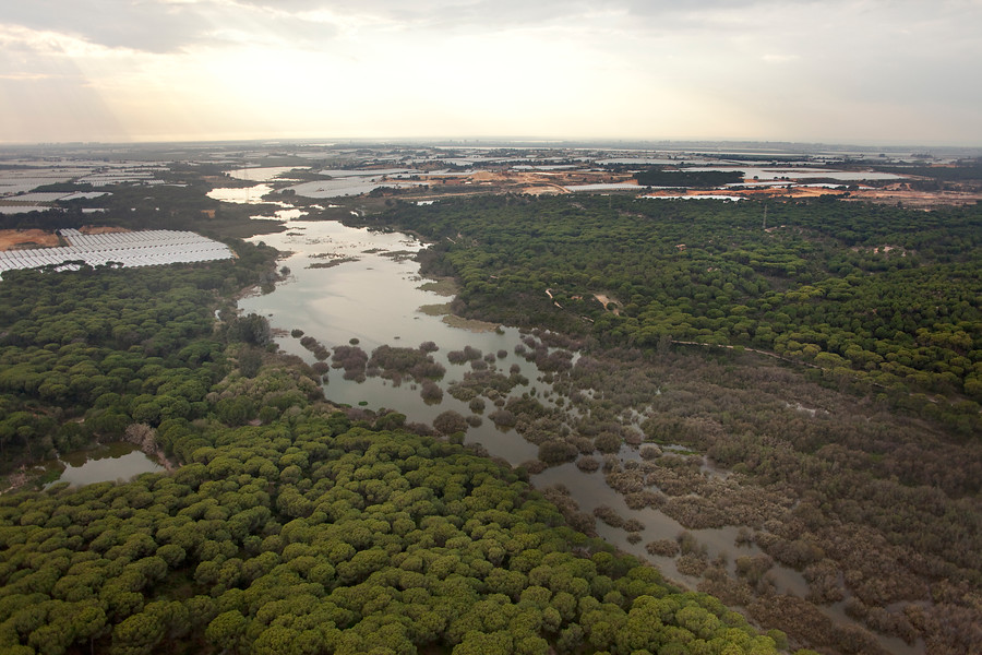 Ampliar imagen: Vista aerea zona de estero y pinar del Paraje Natural Estero de Domingo Rubio