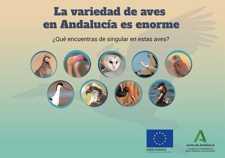 La variedad de aves en Andalucía es enorme. Nueve tipos de aves como ejemplo