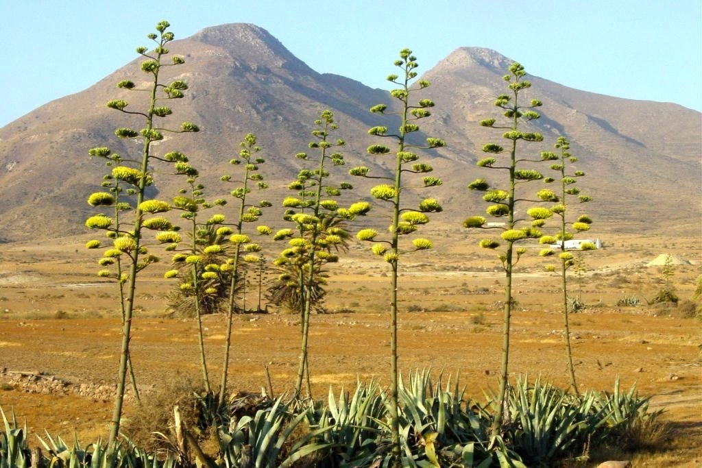 Parque Natural Cabo de Gata-Níjar