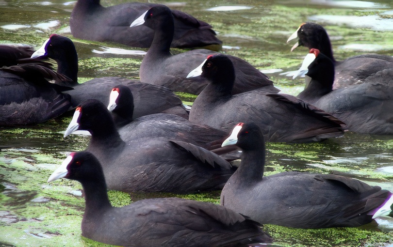 Aves de humedales