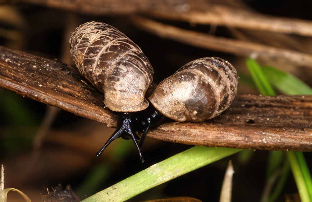 Actuaciones para la conservación y el uso sostenible de los caracoles terrestres de Andalucía