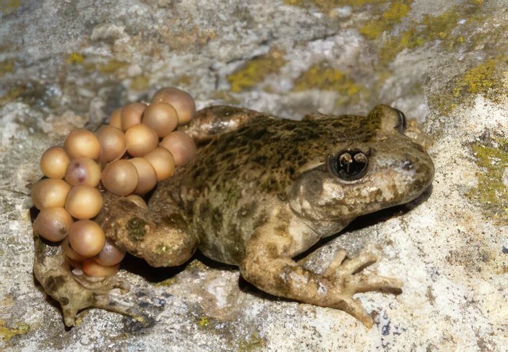 Programa de Conservación de anfibios y reptiles