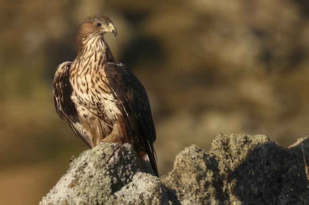 Programa de Conservación del Águila Perdicera