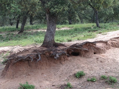 Desertificación en Andalucía