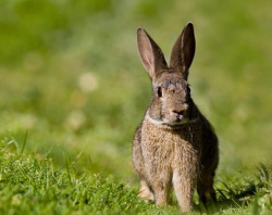 Ampliar imagen: conejo común adulto, en el campo, observando atentamente hacia el frente