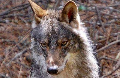 Programa de Conservación del Lobo