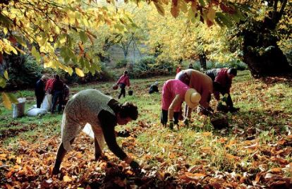 Desarrollo socioeconómico rural basado en los recursos micológicos