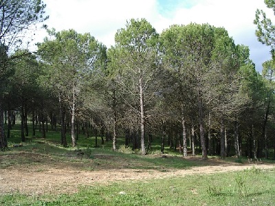 El pinar de pino piñonero