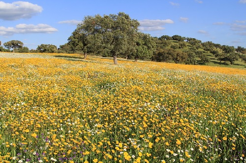 Ordenación de montes gestionados por la Consejería con competencias en materia forestal