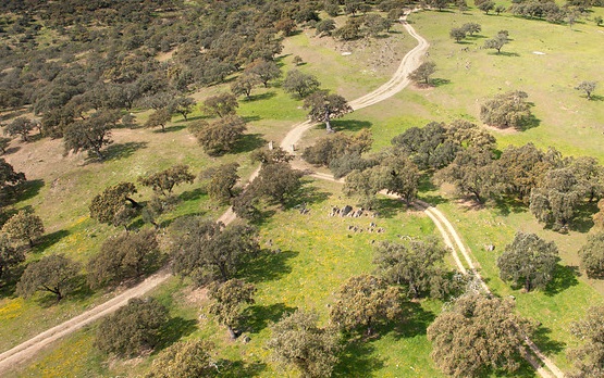 Ordenación de montes no gestionados por la Consejería con competencias en materia forestal