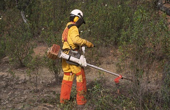 Naturalización y mejora de masas forestales