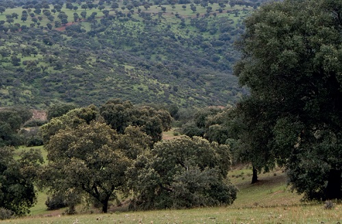 Cambio de uso forestal