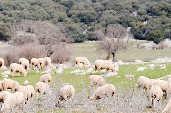 Vías pecuarias de Andalucía