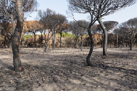 Enlace - Incendio de Las Peñuelas, Moguer (Huelva)