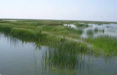 Masas de agua superficiales de la DH Guadalquivir