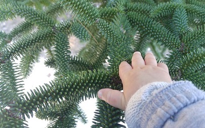 Conservación y recuperación de especies de flora amenazada