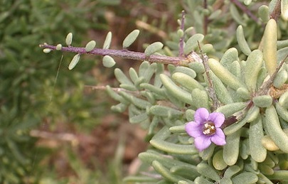 Seguimiento de flora