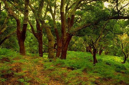 Actividades en el Parque Natural Los Alcornocales