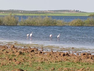 Reserva Natural Lagunas de Campillos