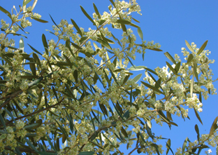 Ramos de olivo en floración.