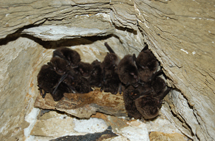 La mitad de los murciélagos de Andalucía se refugian en cavidades subterráneas.