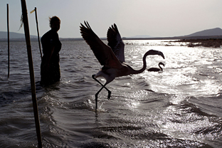 Ejemplar de flamenco rosa en la laguna de Fuente de Piedra. (Foto EFE)